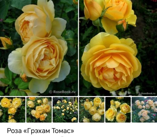 Грэхам Томас