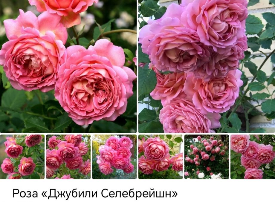 Джубили Селебрейшен