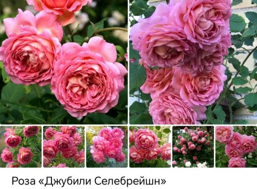 Джубили Селебрейшен