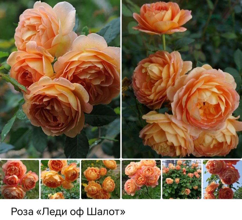 Леди оф Шалот