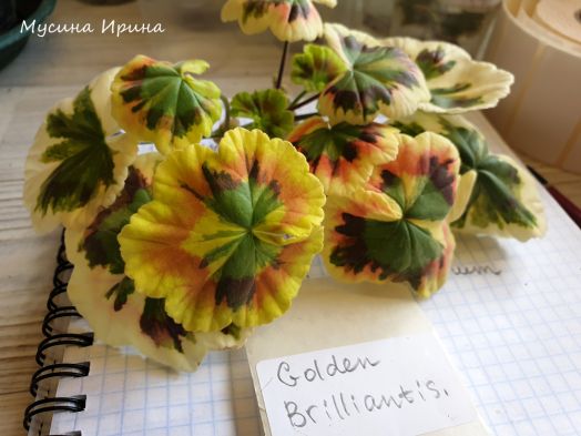 Golden Brilliantissimum № 0749