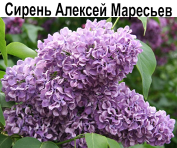 Сирень Алексей Маресьев