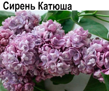 Сирень Катюша