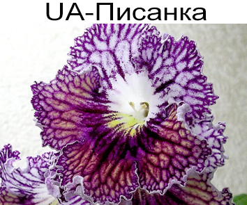 UA-Писанка