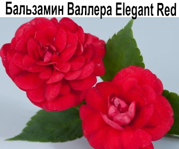 Бальзамин Валлера Elegant Red
