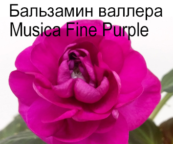 Бальзамин Валлера Musica Fine Purple