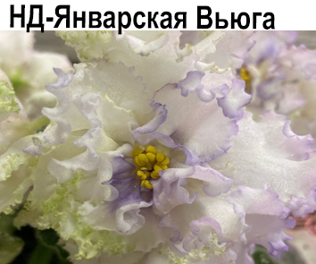 НД-Январская Вьюга (Данилова-Суворова)