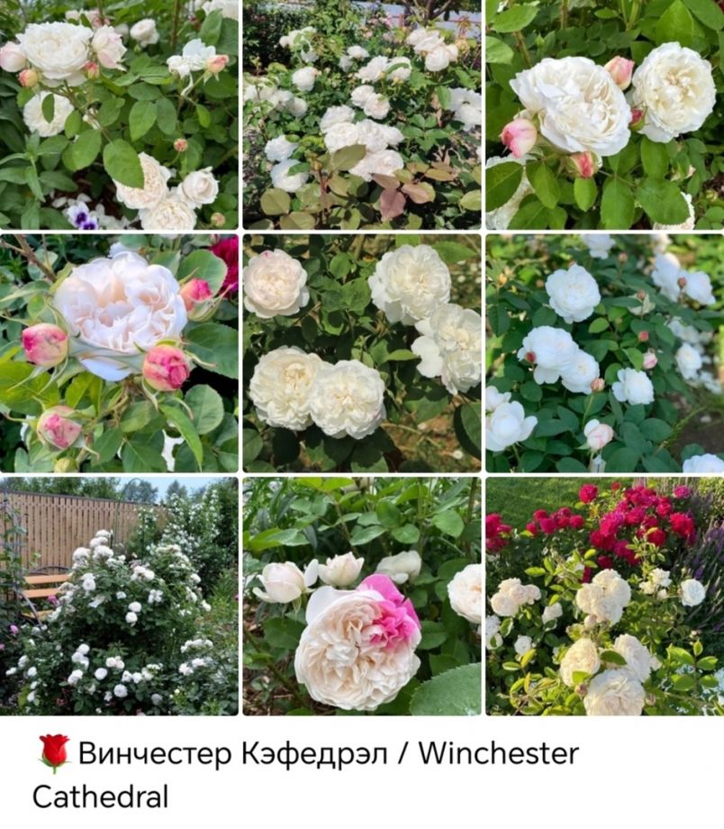 Винчестер Кафедрал