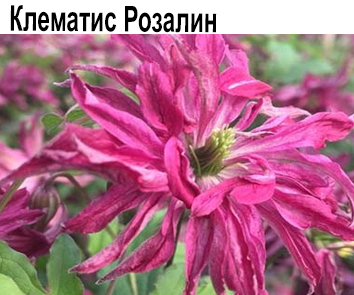Клематис Rosalin (3 года)