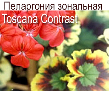 Пеларгония зональная пестролистная Contrast