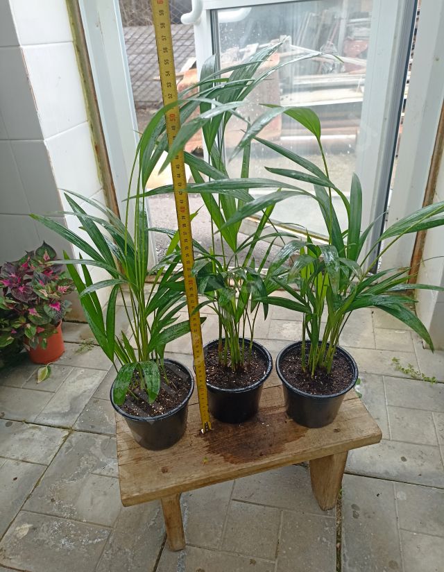 Пальма Арека