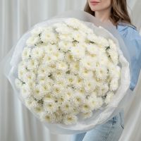 25 белых хризантем (сорт Алтай)