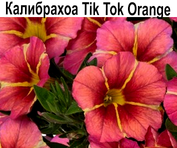 Калибрахоа Tik Tok Orange