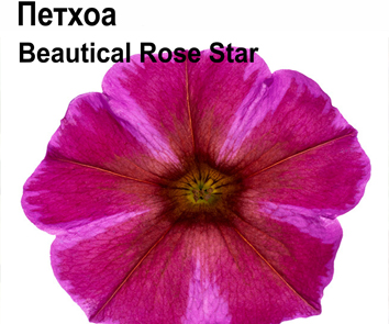 Петхоа Beautical Rose Star