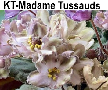 KT-Madame Tussauds  НОВИНКА