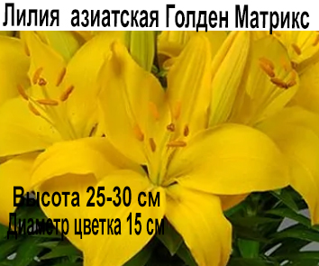 Лилия азиатская Голден Матрикс