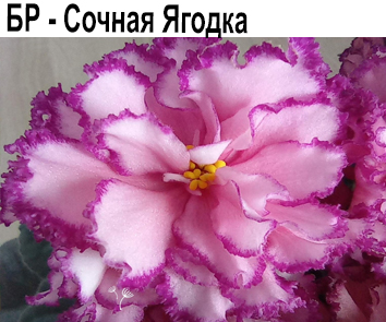 БР-Сочная Ягодка (Буркацкие)  НОВИНКА