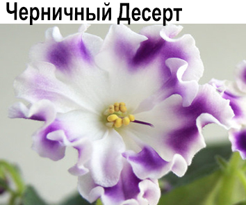 Черничный Десерт