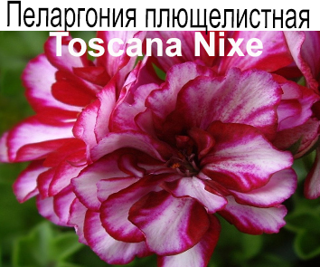 Пеларгония плющелистная Nixe
