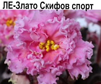 ЛЕ-Злато Скифов (Лебецкая) спорт