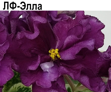 ЛФ-Элла (Федосеева)