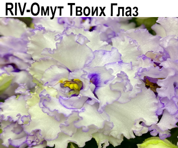 RIV-Омут Твоих Глаз (Ирина Растегаева)  НОВИНКА