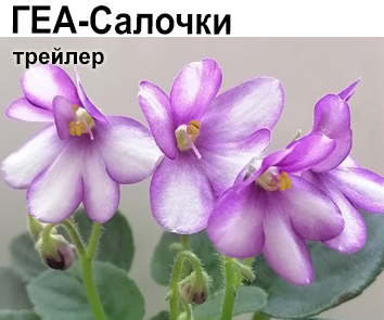 ГЕА-Салочки (Е.Галицкая)  НОВИНКА