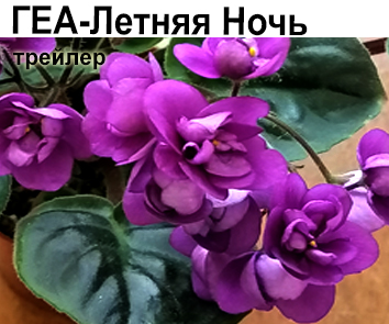 ГЕА-Летняя Ночь (Е.Галицкая)  НОВИНКА , СКОРО В ПРОДАЖЕ!