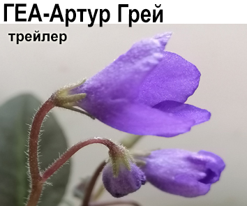 ГЕА-Артур Грей (Е.Галицкая)  НОВИНКА