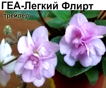 ГЕА-Легкий Флирт (Е.Галицкая)  НОВИНКА