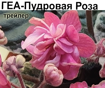 ГЕА-Пудровая Роза (Е.Галицкая)  НОВИНКА
