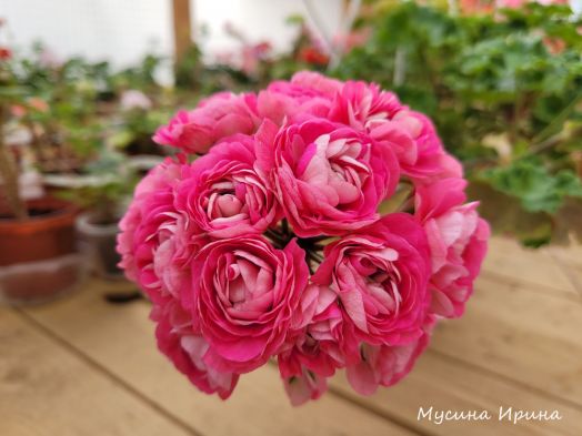 Ириол Сударыня Зоя № 0324