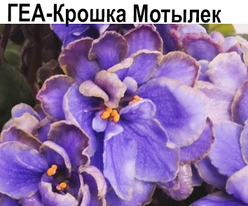 ГЕА-Крошка Мотылек (Е.Галицкая)  НОВИНКА