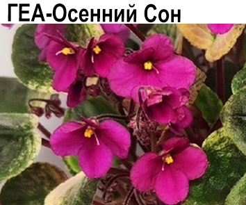 ГЕА-Осенний Сон (Е.Галицкая)  НОВИНКА