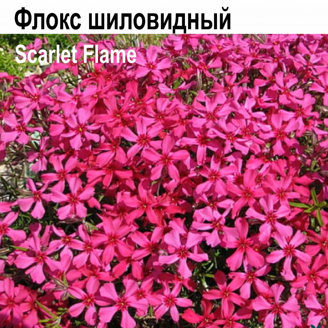 Флокс шиловидный Скарлет Флейм многолетник