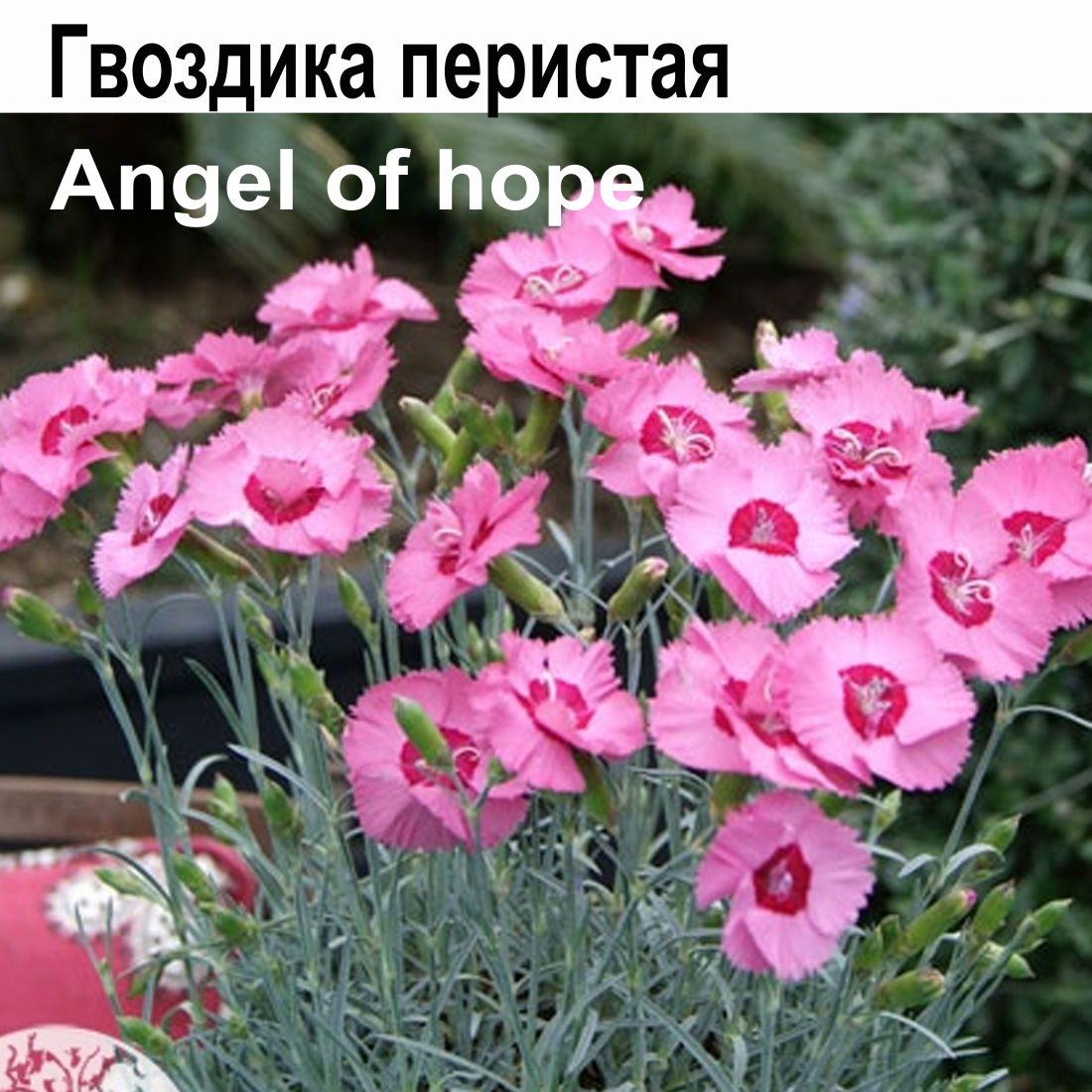 Гвоздика перистая Angel of Hope многолетник