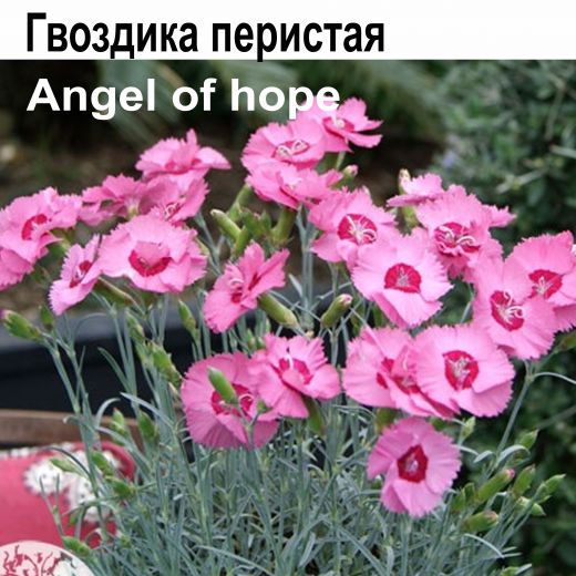 Гвоздика перистая Angel of Hope многолетник