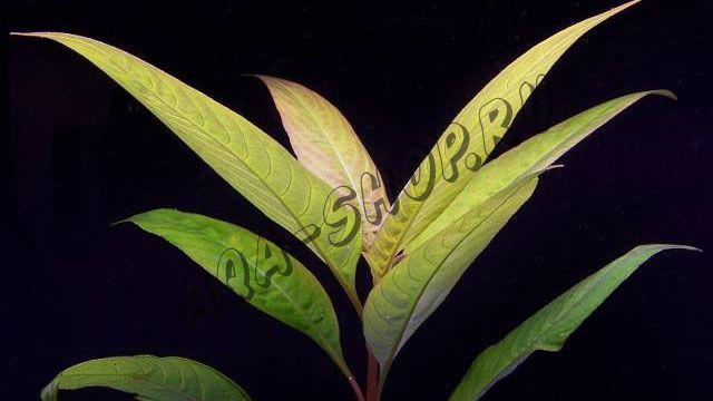 Гигрофила сиамская (Hygrophila corymbosa "Siamensis")