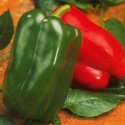 Перец сладкий Аркано F1, 50шт семян