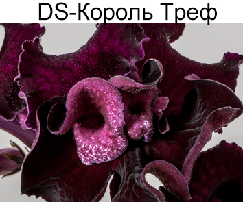 DS-Король Треф (Диметрис)