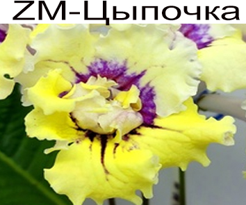 ZM-Цыпочка Селекционер ( Метлушко)