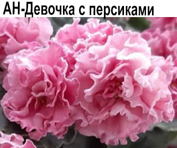 АН-Девочка с Персиками (Андреева)