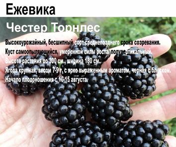 Ежевика безшипная Честер Торнлес