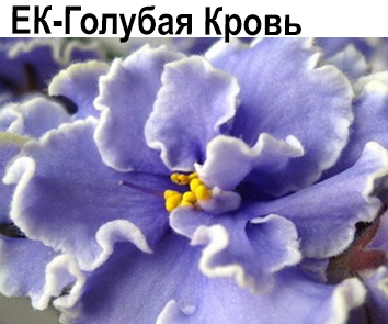 ЕК-Голубая Кровь (Коршунова)