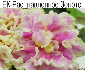 ЕК-Расплавленное Золото (Коршунова)