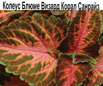 Колеус Блюме Визард Корал Санрайз
