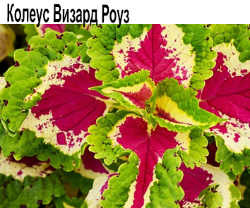 Колеус Визард Роуз