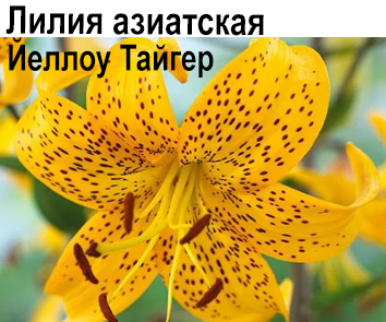 Лилия азиатская Йеллоу Тайгер