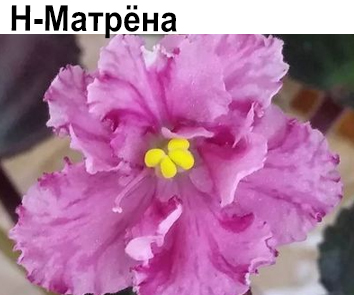 Н-Матрена