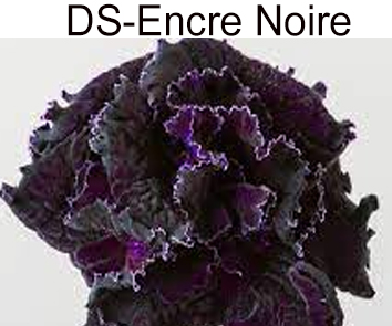 Стрептокарпус Encre Noire